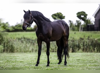 KWPN, Hengst, 3 Jahre, 168 cm, Dunkelbrauner