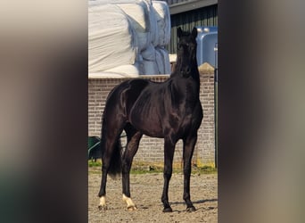 KWPN, Hengst, 3 Jahre, 168 cm, Rappe