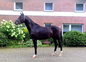 KWPN, Hengst, 3 Jahre, 168 cm, Rappe