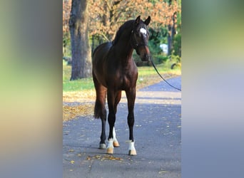 KWPN, Hengst, 3 Jahre, 168 cm, Rotbrauner