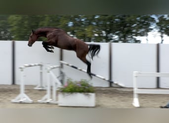 KWPN, Hengst, 3 Jahre, 168 cm, Rotbrauner