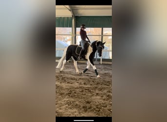 KWPN, Hengst, 3 Jahre, 168 cm, Schecke