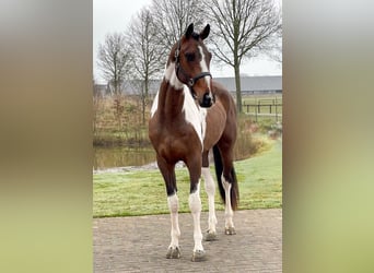 KWPN, Hengst, 3 Jahre, 168 cm, Schecke