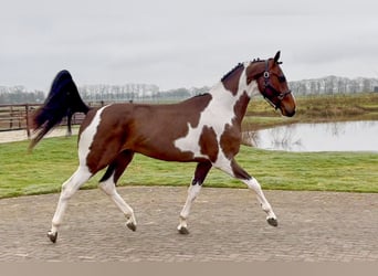 KWPN, Hengst, 3 Jahre, 168 cm, Schecke