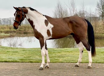 KWPN, Hengst, 3 Jahre, 168 cm, Schecke
