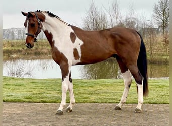 KWPN, Hengst, 3 Jahre, 168 cm, Schecke