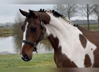KWPN, Hengst, 3 Jahre, 168 cm, Schecke
