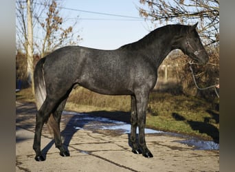 KWPN, Hengst, 3 Jahre, 168 cm, Schimmel