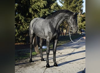 KWPN, Hengst, 3 Jahre, 168 cm, Schimmel