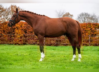 KWPN, Hengst, 3 Jahre, 169 cm, Fuchs