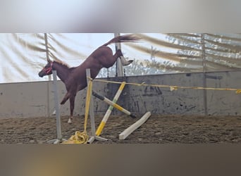 KWPN, Hengst, 3 Jahre, 169 cm, Fuchs