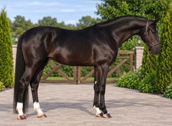 KWPN, Hengst, 3 Jahre, 169 cm, Rappe