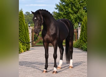 KWPN, Hengst, 3 Jahre, 169 cm, Rappe