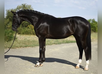 KWPN, Hengst, 3 Jahre, 169 cm, Rappe