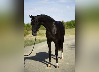 KWPN, Hengst, 3 Jahre, 169 cm, Rappe