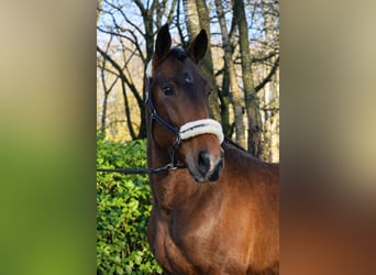 KWPN, Hengst, 3 Jahre, 170 cm, Brauner