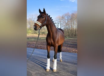 KWPN, Hengst, 3 Jahre, 170 cm, Brauner