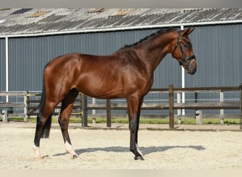 KWPN, Hengst, 3 Jahre, 170 cm, Brauner
