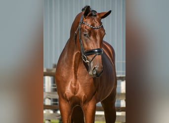 KWPN, Hengst, 3 Jahre, 170 cm, Brauner