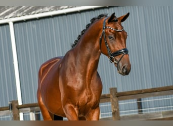 KWPN, Hengst, 3 Jahre, 170 cm, Brauner