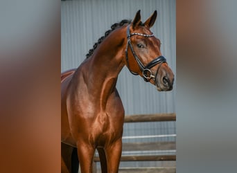 KWPN, Hengst, 3 Jahre, 170 cm, Brauner