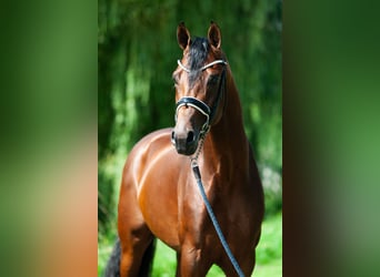 KWPN, Hengst, 3 Jahre, 170 cm, Brauner