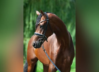 KWPN, Hengst, 3 Jahre, 170 cm, Brauner