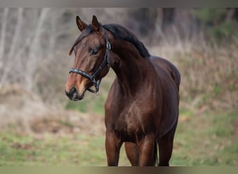 KWPN, Hengst, 3 Jahre, 170 cm, Brauner