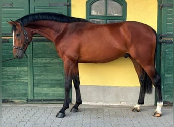 KWPN, Hengst, 3 Jahre, 170 cm, Brauner