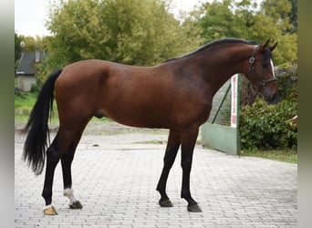 KWPN, Hengst, 3 Jahre, 170 cm, Brauner