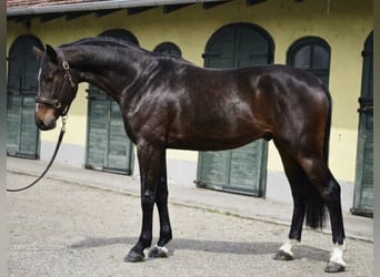 KWPN, Hengst, 3 Jahre, 170 cm, Brauner