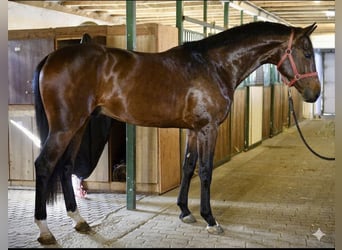 KWPN, Hengst, 3 Jahre, 170 cm, Brauner