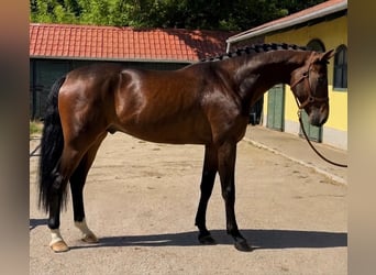 KWPN, Hengst, 3 Jahre, 170 cm, Brauner