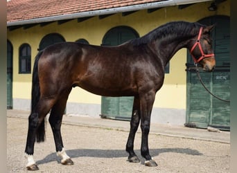 KWPN, Hengst, 3 Jahre, 170 cm, Brauner