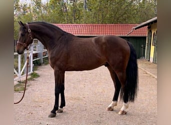 KWPN, Hengst, 3 Jahre, 170 cm, Brauner