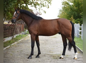 KWPN, Hengst, 3 Jahre, 170 cm, Brauner