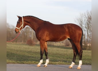 KWPN, Hengst, 3 Jahre, 170 cm, Brauner