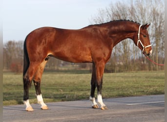 KWPN, Hengst, 3 Jahre, 170 cm, Brauner