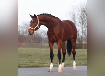 KWPN, Hengst, 3 Jahre, 170 cm, Brauner