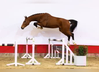 KWPN, Hengst, 3 Jahre, 170 cm, Brauner