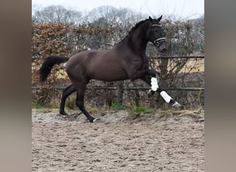 KWPN, Hengst, 3 Jahre, 170 cm, Buckskin