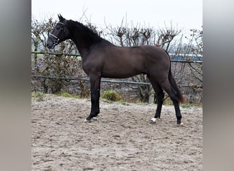 KWPN, Hengst, 3 Jahre, 170 cm, Buckskin