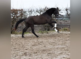 KWPN, Hengst, 3 Jahre, 170 cm, Buckskin