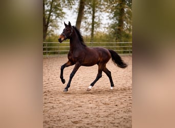 KWPN, Hengst, 3 Jahre, 170 cm, Dunkelbrauner