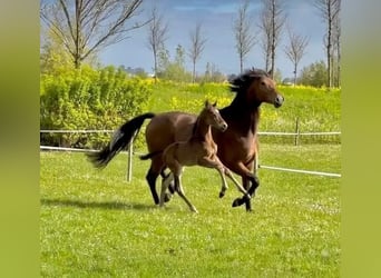 KWPN, Hengst, 3 Jahre, 170 cm, Dunkelbrauner