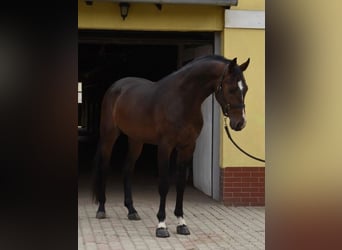 KWPN, Hengst, 3 Jahre, 170 cm, Dunkelbrauner