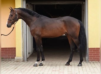 KWPN, Hengst, 3 Jahre, 170 cm, Dunkelbrauner