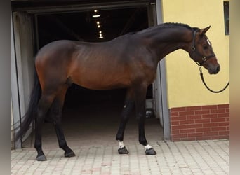 KWPN, Hengst, 3 Jahre, 170 cm, Dunkelbrauner