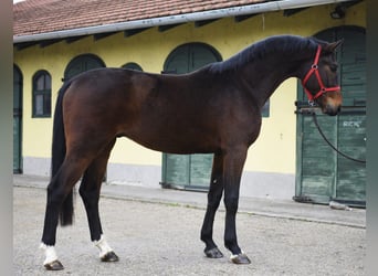KWPN, Hengst, 3 Jahre, 170 cm, Dunkelbrauner