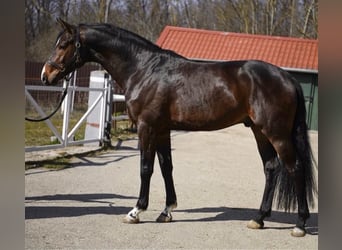 KWPN, Hengst, 3 Jahre, 170 cm, Dunkelbrauner